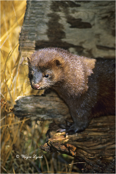 American Mink 108 by Dr. Wayne Lynch &copy;
